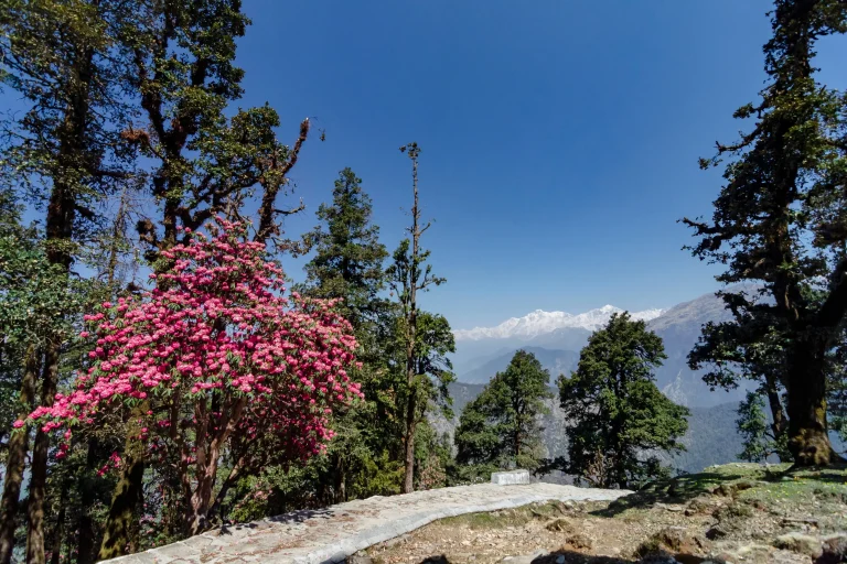 Chopta Tunganath Rhododendron Trail_Feb 2026