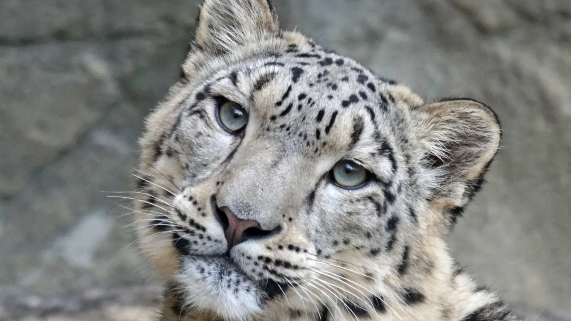 Read more about the article On the Trail of the Ghost: Tracking Snow Leopards in Ulley, Ladakh