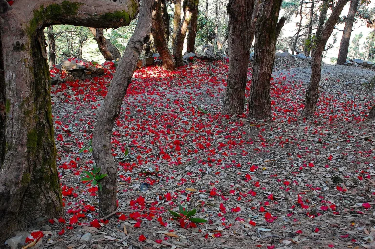 Deoriatal & Tungnath Rhododendron Trail_March 2026