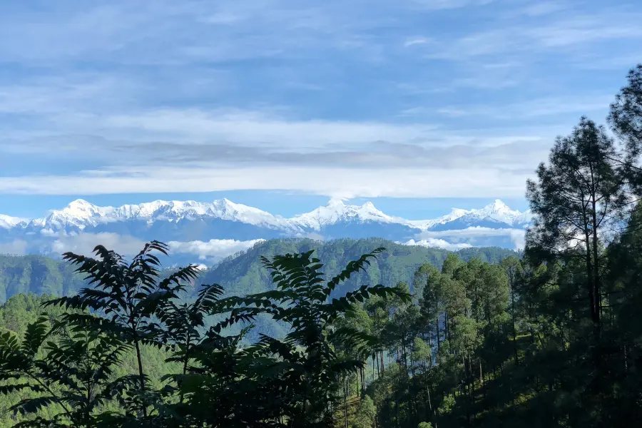 View of Himalayan peaks rising above lush pine forests under a clear blue sky.