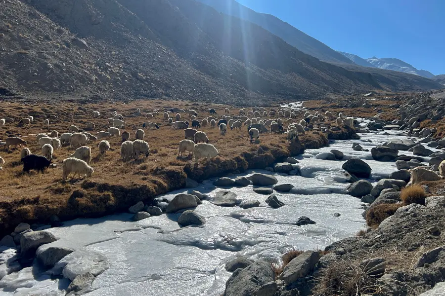 sheep grazing in the Himalayan Valley.
