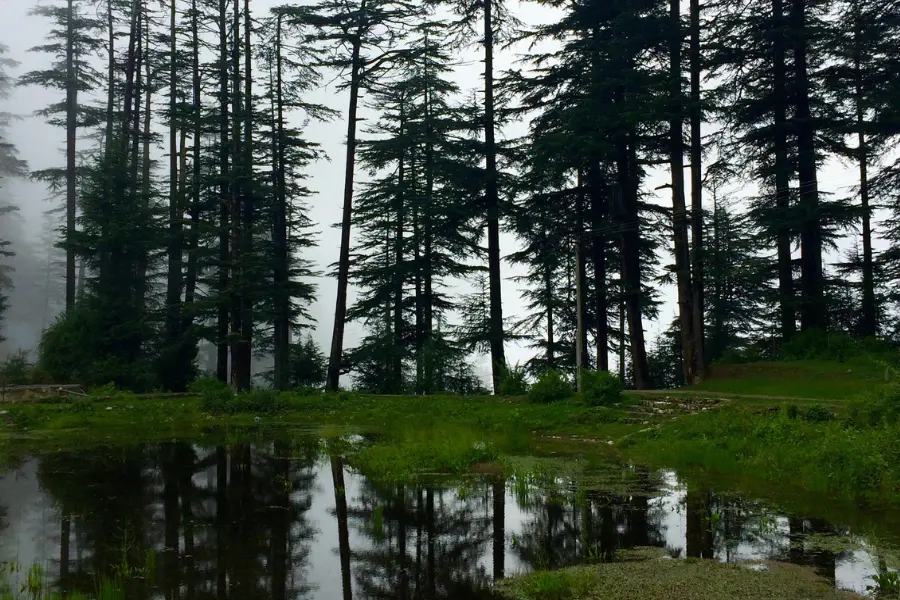 View of Himalayan forest with tall cedar trees mirrored in a quiet water pool.