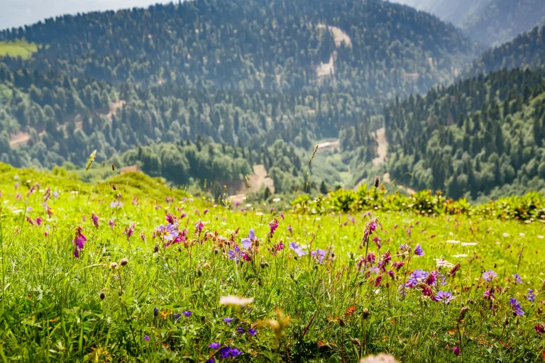 Dayara Bugyal:Summer glory May 2026