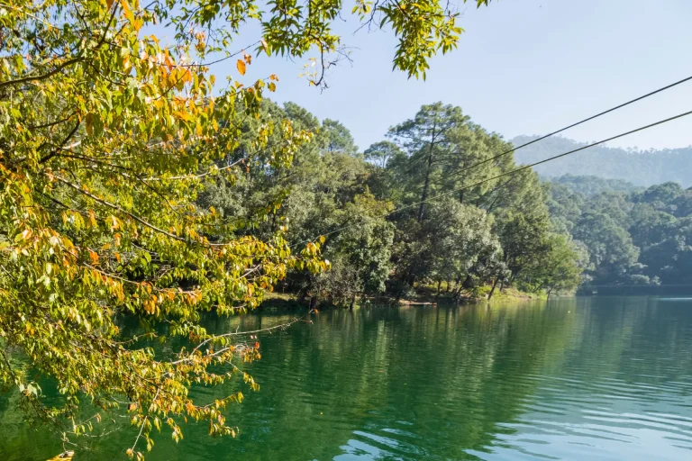 Dodital: Summer Glory June 2026