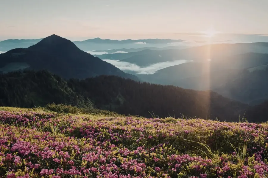 View of sunrise over mountain ranges with wildflowers in bloom at Dayara Bugyal.