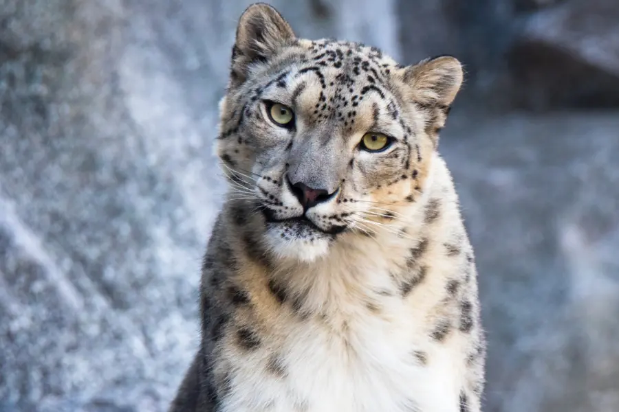 A view of a snow leopard in rocky terrain