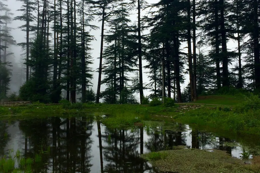 View of misty forest with tall pine trees and a calm water reflection at Dodital.