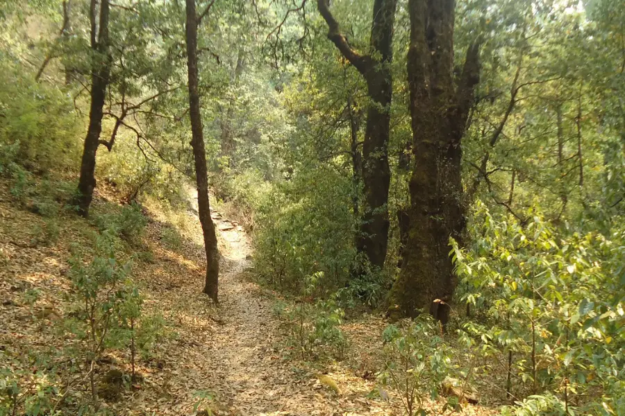 Forest trail through trees and sunlight.