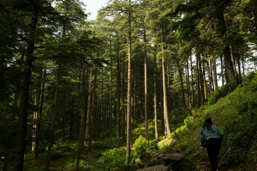 A view of traveler walking through a dense green forest trail.