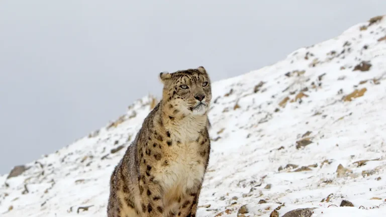 Snow leopard standing on a snowy mountain slope in Ladakh